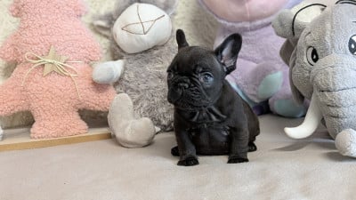 Les chiots de Bouledogue français