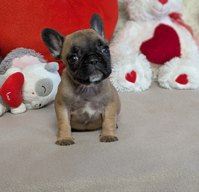 Les chiots de Bouledogue français