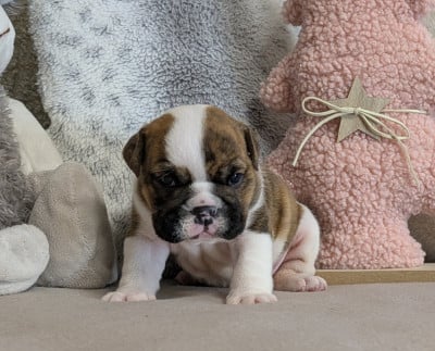 Les chiots de Bulldog Anglais