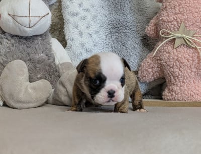 Les chiots de Bulldog Anglais
