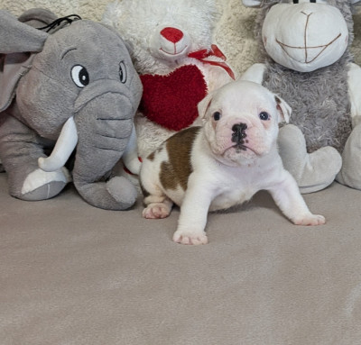 Les chiots de Bulldog Anglais