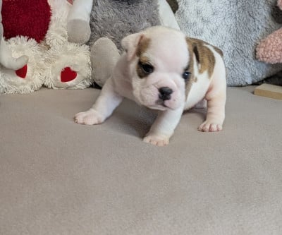 Les chiots de Bulldog Anglais