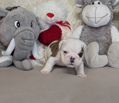 Les chiots de Bulldog Anglais