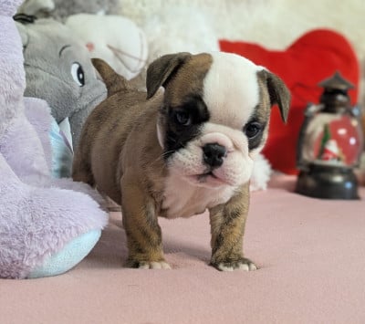 Les chiots de Bulldog Anglais