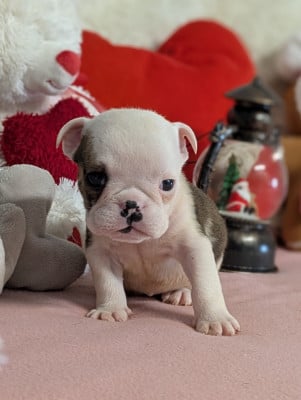 Les chiots de Bulldog Anglais