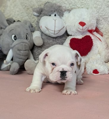 Les chiots de Bulldog Anglais