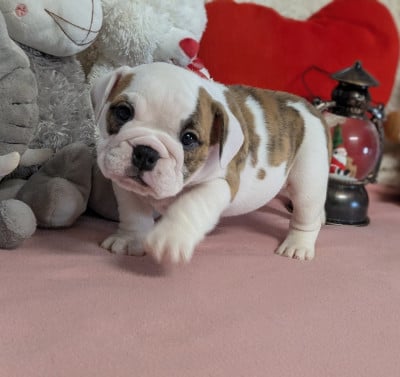 Les chiots de Bulldog Anglais