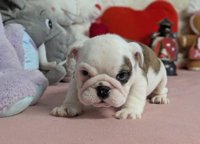 Les chiots de Bulldog Anglais