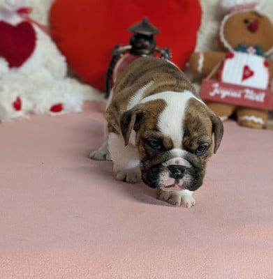 Les chiots de Bulldog Anglais