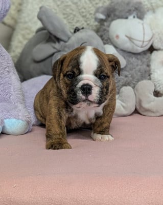 Les chiots de Bulldog Anglais