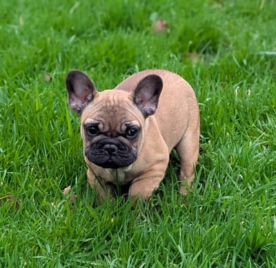 Les chiots de Bouledogue français