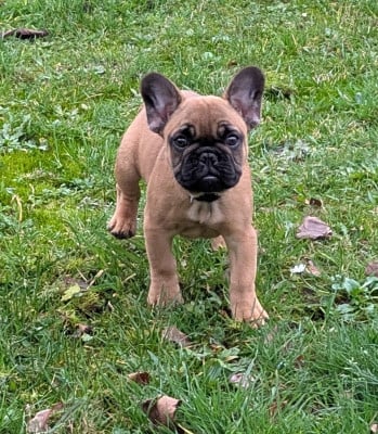 Les chiots de Bouledogue français