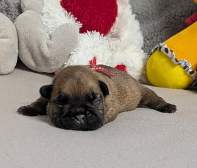 Almera - Bouledogue français