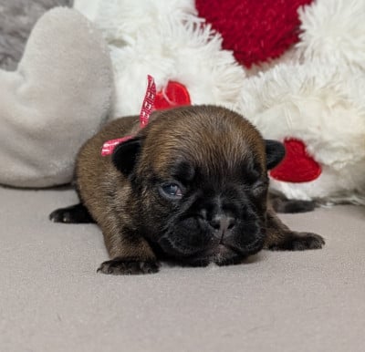 Austine - Bouledogue français