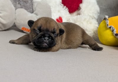 Astra - Bouledogue français