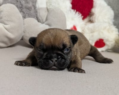 Bouledogue français