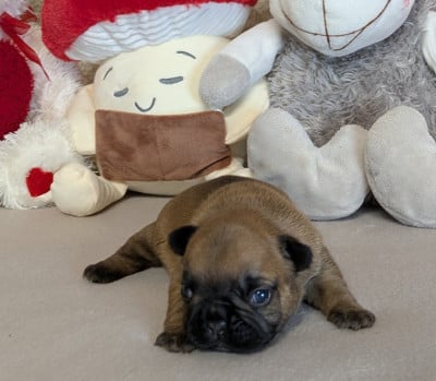 Les chiots de Bouledogue français