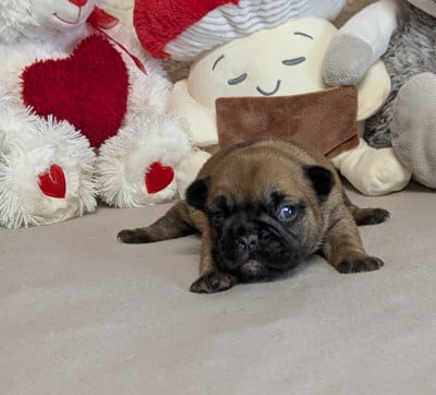 Les chiots de Bouledogue français