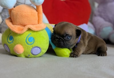 Les chiots de Bouledogue français