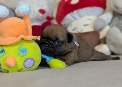 Les chiots de Bouledogue français