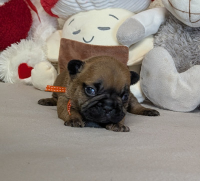 Les chiots de Bouledogue français