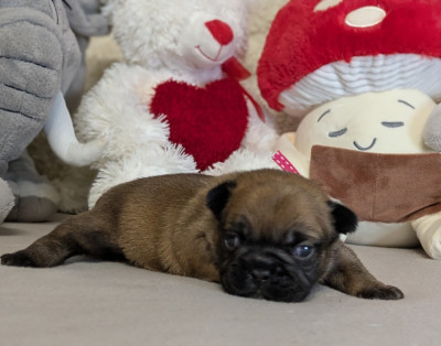 Les chiots de Bouledogue français