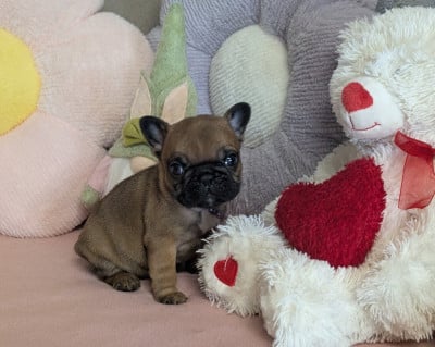 Les chiots de Bouledogue français
