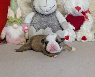 Les chiots de Bulldog Anglais