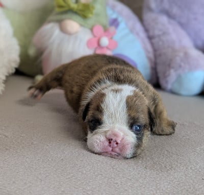 Les chiots de Bulldog Anglais