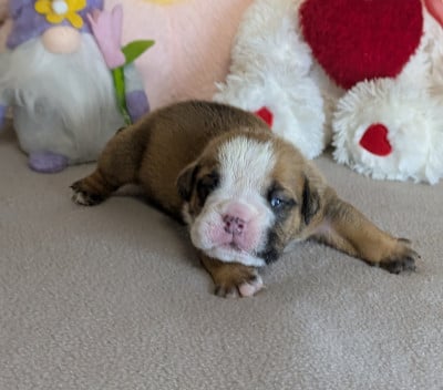 Les chiots de Bulldog Anglais