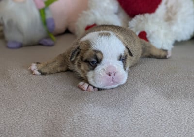 Les chiots de Bulldog Anglais