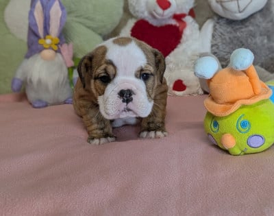 Les chiots de Bulldog Anglais
