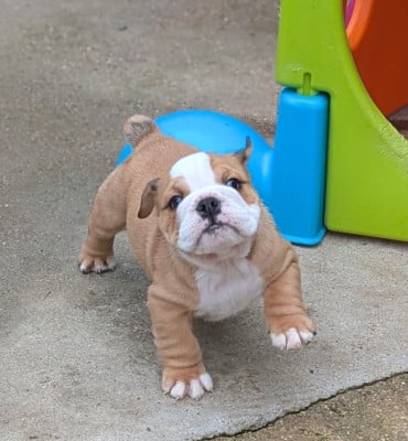 Les chiots de Bulldog Anglais