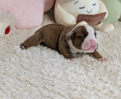 Les chiots de Bulldog Anglais