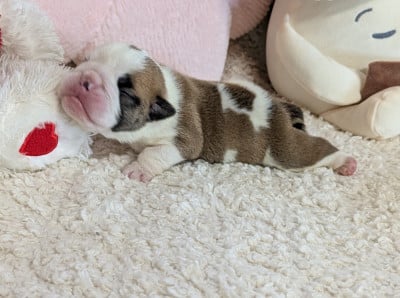 Les chiots de Bulldog Anglais