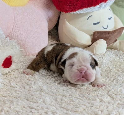Les chiots de Bulldog Anglais