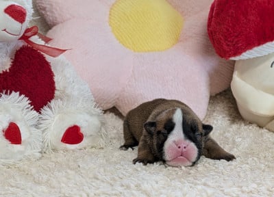 Les chiots de Bulldog Anglais