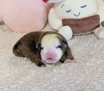 Les chiots de Bulldog Anglais