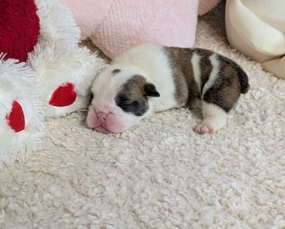 Les chiots de Bulldog Anglais