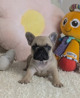 Les chiots de Bouledogue français