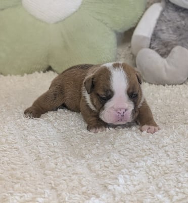 Les chiots de Bulldog Anglais