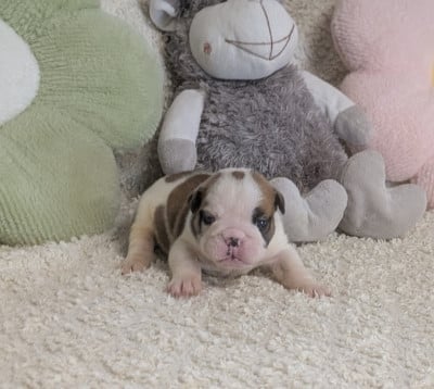 Les chiots de Bulldog Anglais