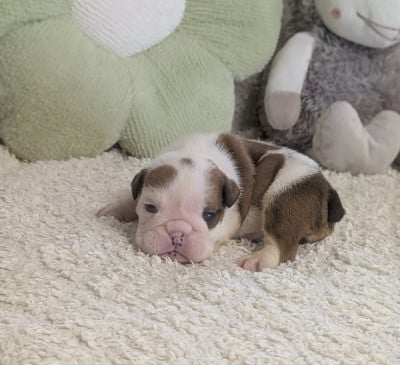 Les chiots de Bulldog Anglais