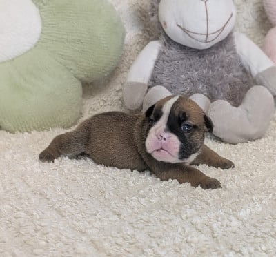 Les chiots de Bulldog Anglais