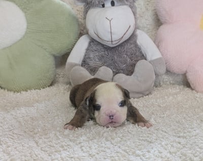 Les chiots de Bulldog Anglais