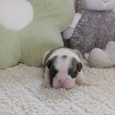 Les chiots de Bulldog Anglais