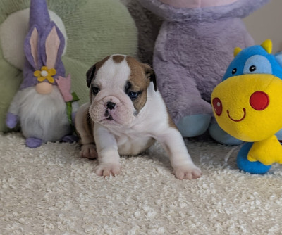 Les chiots de Bulldog Anglais