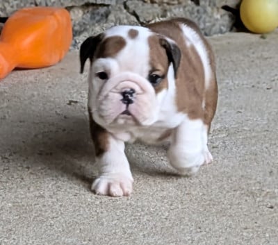 Les chiots de Bulldog Anglais