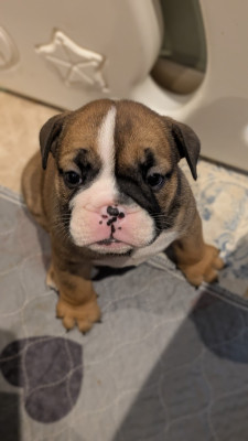 Les chiots de Bulldog Anglais