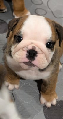 Les chiots de Bulldog Anglais